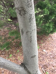 Magnoliopsida