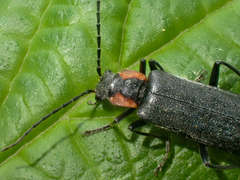 Dichelotarsus scaber