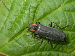 Dichelotarsus scaber