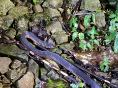 Achalinus formosanus