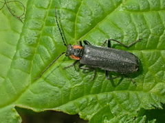 Dichelotarsus scaber