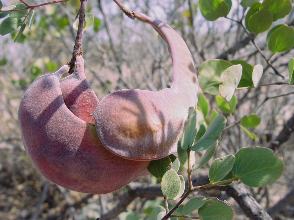 Senegalia reniformis
