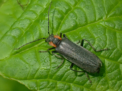 Dichelotarsus scaber