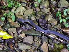 Achalinus formosanus