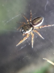Pelegrina flavipes