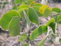 Senegalia reniformis