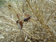 Rhynocoris punctiventris