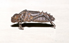 Neurocordulia virginiensis