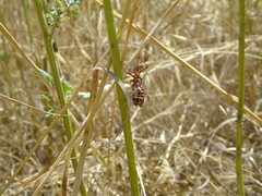 Rhynocoris punctiventris