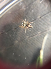 Pelegrina flavipes