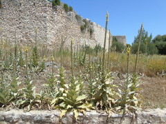 Verbascum macrurum