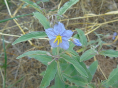 Solanum elaeagnifolium