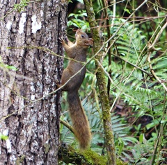 Sciurus ignitus