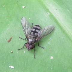 Portevinia maculata