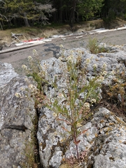 Lepidium virginicum menziesii