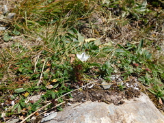 Lomatogonium carinthiacum