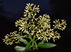 Baccharis brachylaenoides