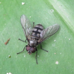 Portevinia maculata