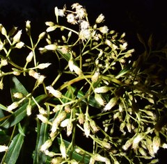 Baccharis brachylaenoides