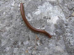 Orthoporus
