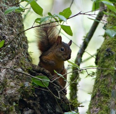 Sciurus ignitus