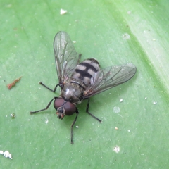 Portevinia maculata