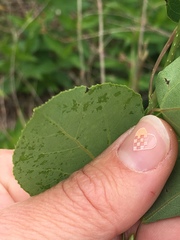 Populus tremuloides