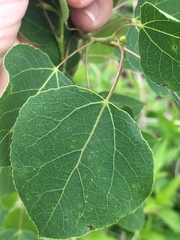 Populus tremuloides
