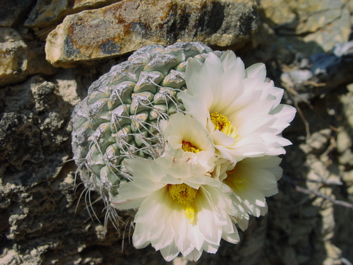 Strombocactus disciformis