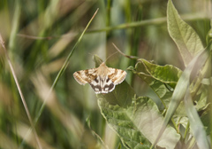 Heliothis adaucta