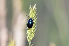 Chrysochus asclepiadeus