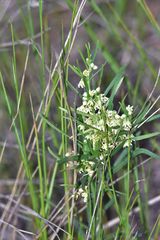 Vincetoxicum sibiricum