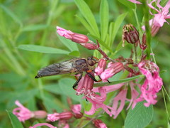 Pamponerus germanicus