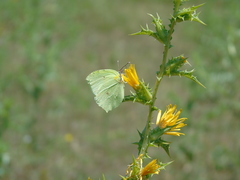 Gonepteryx cleopatra