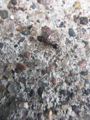 Formicidae