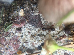 Formicidae