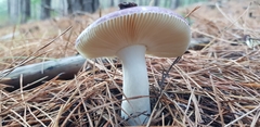 Russula capensis
