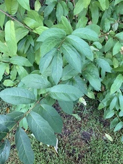 Lonicera involucrata