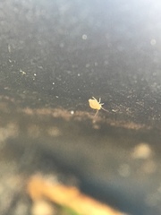 Collembola