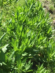 Dipsacus fullonum