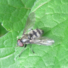 Portevinia maculata