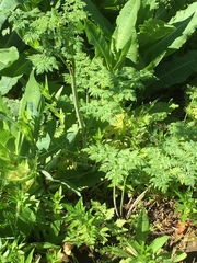 Conium maculatum