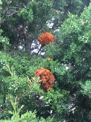 Gymnosporangium juniperi-virginianae