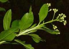 Baccharis prunifolia