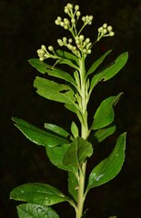 Baccharis prunifolia