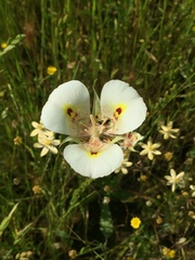 Calochortus superbus