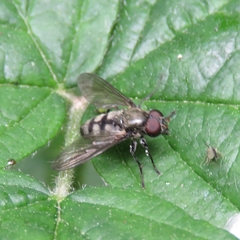 Portevinia maculata