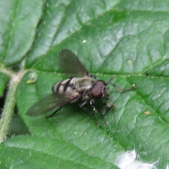 Portevinia maculata