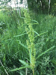 Rumex longifolius