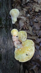 Buglossoporus quercinus